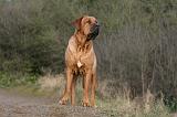 TOSA INU 476